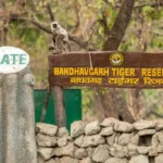 bandhavgarh national park gate 1 News E 7 Live