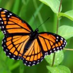 facts about butterfly in hindi 3 News E 7 Live