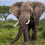 1s803ne5x2 elephantv2 News E 7 Live