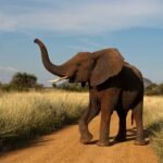 NationalGeographic 1425689 square 1 News E 7 Live