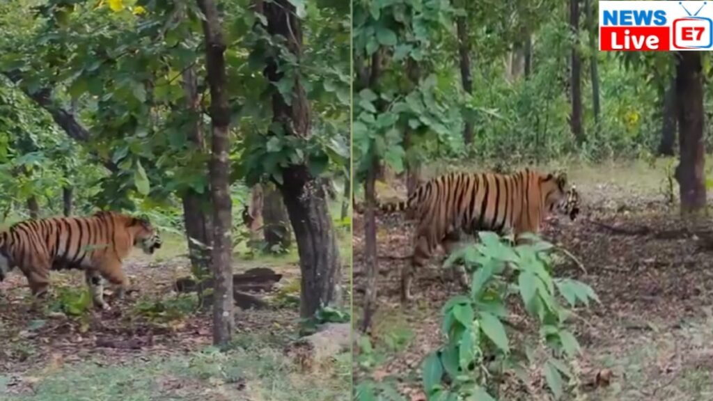 Sidhi news:संजय टाइगर रिजर्व क्षेत्र में फिर देखी गई बाघिन, प्रबंधन ने किया वीडियो वायरल 9 20241101 112521 News E 7 Live