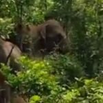 Sidhi news:मानवाधिकार आयोग में पहुंचा डीईओ आफिस का कारनामा IMG 20241029 WA0010 News E 7 Live