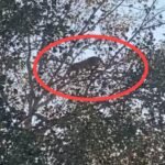 IMG 20250131 190128 News E 7 Live