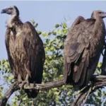 140201051052 asia vulture 624x351 a nocredit.jpg 2 News E 7 Live