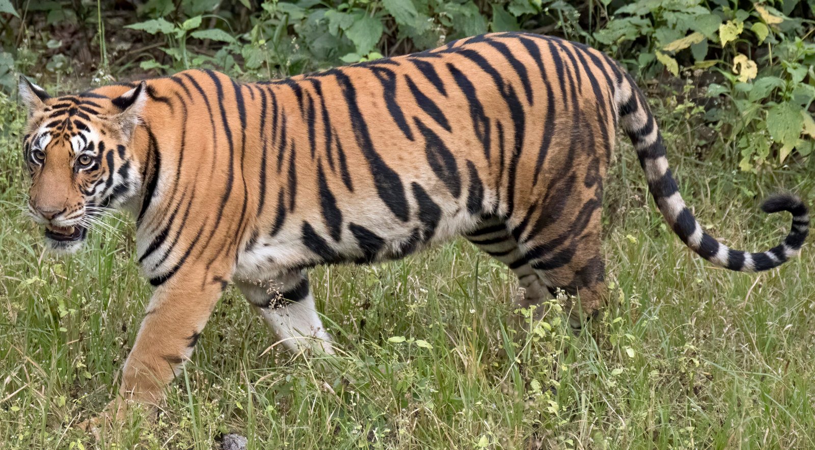 Walking tiger female 1 scaled News E 7 Live
