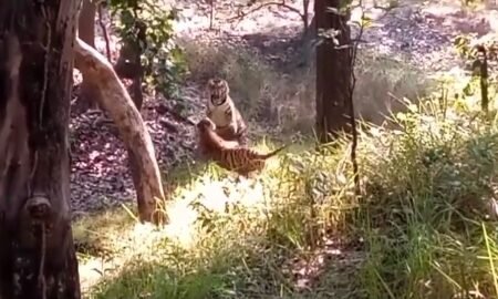 बाघ-बाघिन का प्यार और गुस्सा,sanjay tiger reserve का मनमोहक वीडियो वायरल 20251025 151721 News E 7 Live