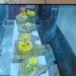 मऊगंज में युवक arrest,सोसल मीडिया पर आपत्तिजनक टिप्पणी करने का आरोप 20251025 190036 News E 7 Live