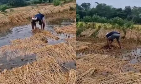 20251029 120215 News E 7 Live