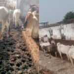 20251104 181713 News E 7 Live