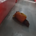 Screenshot 20251125 183320.WhatsApp 1 News E 7 Live