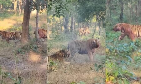 20251231 195658 News E 7 Live