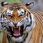 images 7 News E 7 Live