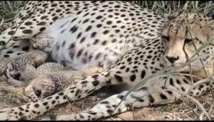 गामिनी’ ने दिए 3 शावक, देश में चीतों की संख्या 38 पहुँची, 3 वर्षों में 9वां सफल प्रसव