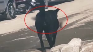 शिमला में इंसान की टांग मुंह में लेकर घूमते दिखा कुत्ता, जांच कमेटी का बड़ा खुलासा