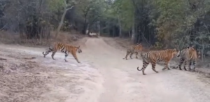ताला जोन में टाइगर शो : एक साथ दिखे 6 बाघ, पर्यटकों की धड़कनें तेज