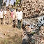 संजय टाइगर रिजर्व क्षेत्र में एक तेंदुए की हुई फिर से मौत,जाने क्या था मामला