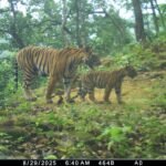 बिना कॉलर आईडी के 8 बाघ दिखे, रेंजर जितेन्द्र पारासर खुद कर रहे निगरानी