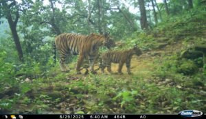 बिना कॉलर आईडी के 8 बाघ दिखे, रेंजर जितेन्द्र पारासर खुद कर रहे निगरानी