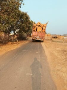 कुसमी के कोटा पंचायत में 20 साल पुराने यूकेलिप्टस के पेड़ काटे, तस्करों के खिलाफ शिकायत