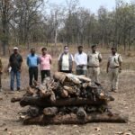 आखिर क्यों नहीं थम रहा बाघों की मौत का सिलसिला, बांधवगढ़ में एक और बाघिन की गई जान