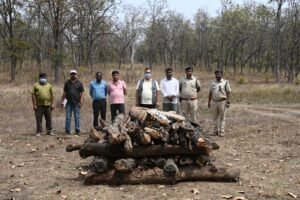 आखिर क्यों नहीं थम रहा बाघों की मौत का सिलसिला, बांधवगढ़ में एक और बाघिन की गई जान