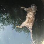 बांधवगढ़ में मौत का सिलसिला जारी,बाघ के बाद तेंदुआ भी बना हादसे का शिकार