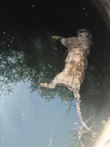 बांधवगढ़ में मौत का सिलसिला जारी,बाघ के बाद तेंदुआ भी बना हादसे का शिकार