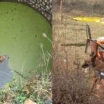 करंट लगाकर तेंदुए को मारा, राज खुलने के डर से कुएं में फेंका
