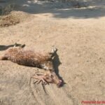 सड़क बनी जानलेवा,पानी की तलाश में निकले चीतल की वाहन से टक्कर में मौत, जांच शुरू