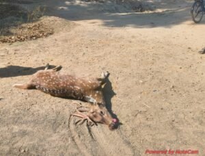 सड़क बनी जानलेवा,पानी की तलाश में निकले चीतल की वाहन से टक्कर में मौत, जांच शुरू