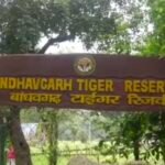 फर्जी जॉब लेटर का जाल: टाइगर रिजर्व की नौकरी के नाम पर 8 लाख की ठगी