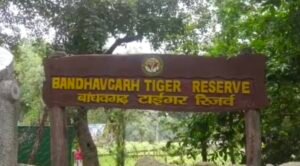 फर्जी जॉब लेटर का जाल: टाइगर रिजर्व की नौकरी के नाम पर 8 लाख की ठगी