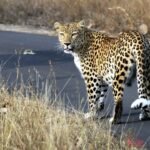 क्रेशर के पास तेंदुए की आहट से गांव में दहशत, सड़क किनारे दिखा और जंगल में हुआ ओझल