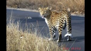 क्रेशर के पास तेंदुए की आहट से गांव में दहशत, सड़क किनारे दिखा और जंगल में हुआ ओझल