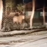 बांधवगढ़ में बाघ का नाइट राउंड! आधी रात ऑफिस-आवास के चक्कर, कर्मचारी बोले साहब निरीक्षण पर हैं क्या?