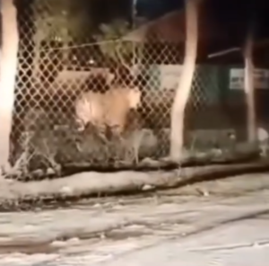 बांधवगढ़ में बाघ का नाइट राउंड! आधी रात ऑफिस-आवास के चक्कर, कर्मचारी बोले साहब निरीक्षण पर हैं क्या?