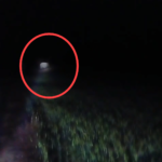 बमेरा के खेतों में पहुंचे जंगली हाथी, वन विभाग ने बढ़ाई निगरानी