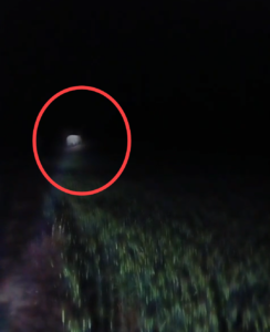 बमेरा के खेतों में पहुंचे जंगली हाथी, वन विभाग ने बढ़ाई निगरानी