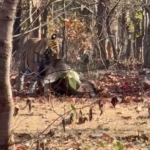 जबड़े में शिकार, सड़क पर दहशत: D-1 टाइगर का LIVE मूवमेंट, सोशल मीडिया पर वायरल वीडियो
