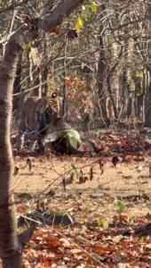 जबड़े में शिकार, सड़क पर दहशत: D-1 टाइगर का LIVE मूवमेंट, सोशल मीडिया पर वायरल वीडियो