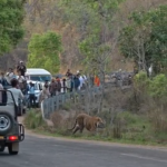 वीडियो बनाते रहे लोग, खतरे को नजरअंदाज करता प्रबंधन , क्या हादसे का इंतजार कर रहा बांधवगढ़ टाइगर रिजर्व?
