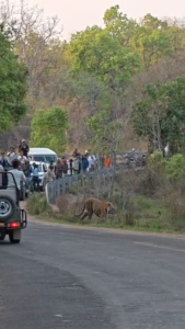 वीडियो बनाते रहे लोग, खतरे को नजरअंदाज करता प्रबंधन , क्या हादसे का इंतजार कर रहा बांधवगढ़ टाइगर रिजर्व?
