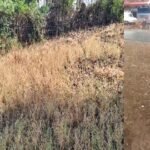 तेज बारिश और ओलावृष्टि ने मचाई तबाही,सीधी जिले के चुरहट क्षेत्र में किसानों की फसलें पूरी तरह बर्बाद