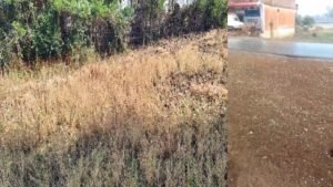 तेज बारिश और ओलावृष्टि ने मचाई तबाही,सीधी जिले के चुरहट क्षेत्र में किसानों की फसलें पूरी तरह बर्बाद