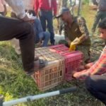 शाही का आतंक,220 केवी विद्युत स्टेशन में घुसे जंगली साही, केबल काटकर कई गांवों की बिजली सप्लाई ठप