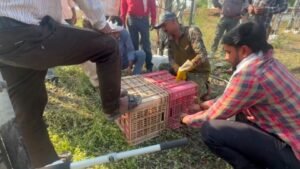 शाही का आतंक,220 केवी विद्युत स्टेशन में घुसे जंगली साही, केबल काटकर कई गांवों की बिजली सप्लाई ठप