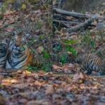 गर्मी में मां के संग पानी में मस्ती करते दिखे 4 शावक, बांधवगढ़ का दिल छू लेने वाला VIDEO वायरल