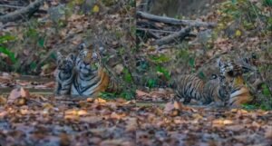 गर्मी में मां के संग पानी में मस्ती करते दिखे 4 शावक, बांधवगढ़ का दिल छू लेने वाला VIDEO वायरल