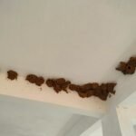 औषधीय क्षेत्र में दिखी ‘कन्हैया’ चिड़िया, कुसमी मॉडल स्कूल की छत पर लार और मिट्टी से बने रहस्यमयी घोंसले