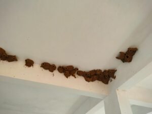 औषधीय क्षेत्र में दिखी ‘कन्हैया’ चिड़िया, कुसमी मॉडल स्कूल की छत पर लार और मिट्टी से बने रहस्यमयी घोंसले